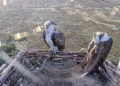 Ospreys Aran and Elen have returned to their newly-restored nest but it nearly didn’t work out
