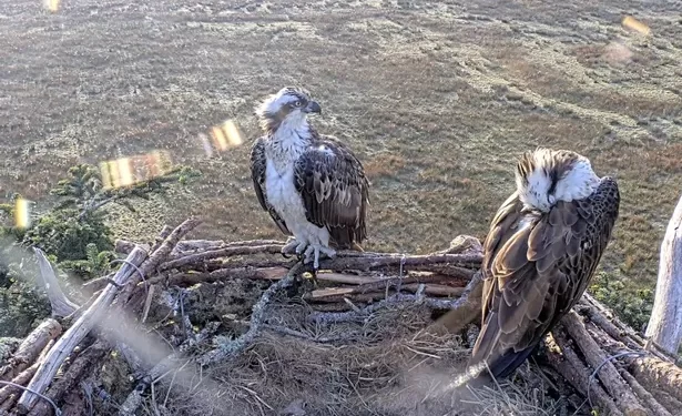 Ospreys Aran and Elen have returned to their newly-restored nest but it nearly didn’t work out