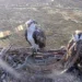 Ospreys Aran and Elen have returned to their newly-restored nest but it nearly didn’t work out