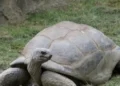PHOTO: St. Louis Zoo Mourns Death of over 100-Year-Old Giant Tortoise