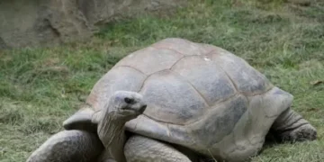 PHOTO: St. Louis Zoo Mourns Death of over 100-Year-Old Giant Tortoise