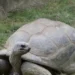 PHOTO: St. Louis Zoo Mourns Death of over 100-Year-Old Giant Tortoise