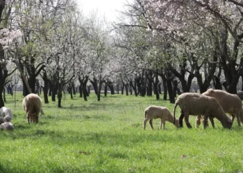 Spring in bloom: Badamwari Garden steals spotlight from traditional spots