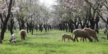 Spring in bloom: Badamwari Garden steals spotlight from traditional spots