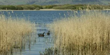 Councillors back Welsh Government’s nature emergency declaration