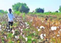 Indian cotton acreage likely to increase despite setbacks in some pockets