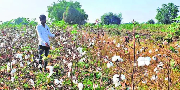 Indian cotton acreage likely to increase despite setbacks in some pockets