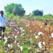 Indian cotton acreage likely to increase despite setbacks in some pockets