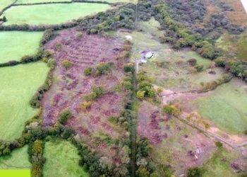 Land in Gower where trees were illegally felled will be managed as a nature reserve
