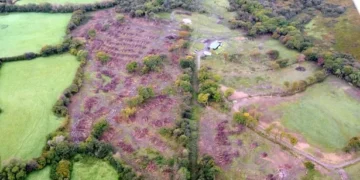 Land in Gower where trees were illegally felled will be managed as a nature reserve