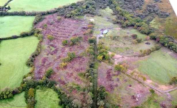 Land in Gower where trees were illegally felled will be managed as a nature reserve