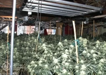 Two illegal immigrants from Albania found in £400,000 drug farm