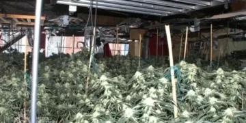 Two illegal immigrants from Albania found in £400,000 drug farm