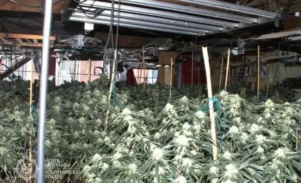 Two illegal immigrants from Albania found in £400,000 drug farm