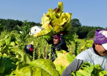 Brooke Rollins Defends Deportation Exemption for Favored Industries