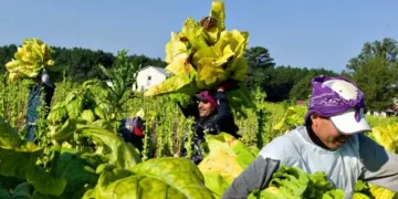 Brooke Rollins Defends Deportation Exemption for Favored Industries