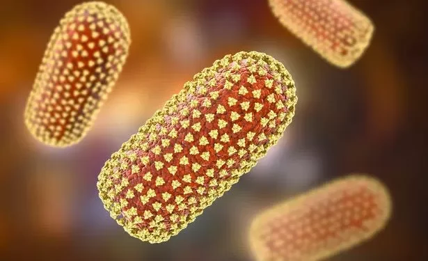 British woman dies from rabies after encounter with stray dog