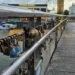 Tonnes of love locks to be removed from bridge