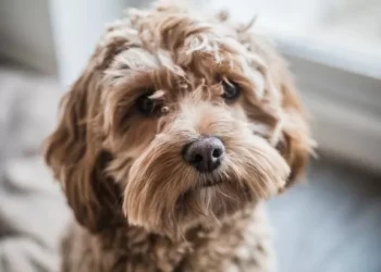 These two dog breeds are in danger due to health problems