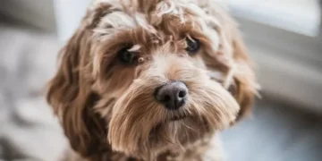 These two dog breeds are in danger due to health problems