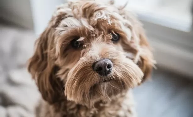 These two dog breeds are in danger due to health problems