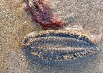 Mysterious creature found on Welsh beach can devour prey three times its size