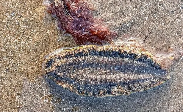 Mysterious creature found on Welsh beach can devour prey three times its size