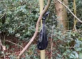 The dog poo bags making riverside shrubbery resemble Christmas trees