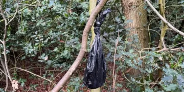 The dog poo bags making riverside shrubbery resemble Christmas trees
