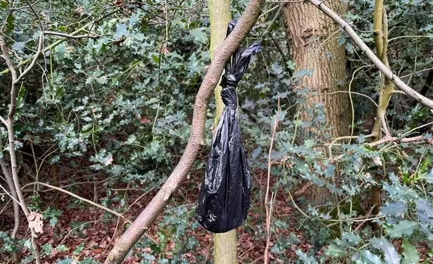 The dog poo bags making riverside shrubbery resemble Christmas trees