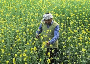 IVPA suggests calibrated release of mustard stock by government