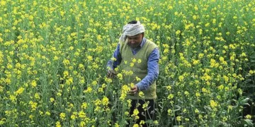 IVPA suggests calibrated release of mustard stock by government