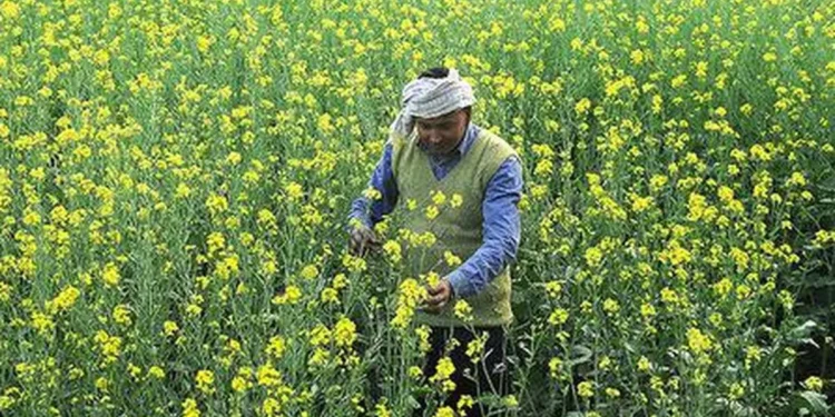 IVPA suggests calibrated release of mustard stock by government