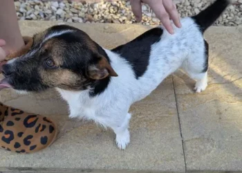 Disturbing CCTV captures man drop then repeatedly hit Jack Russell Terrier