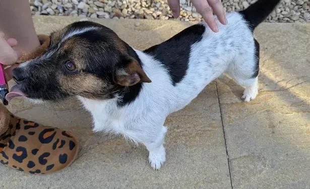 Disturbing CCTV captures man drop then repeatedly hit Jack Russell Terrier