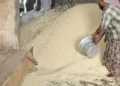 India’s rice procurement exceeds 53 million tonnes, up by 1% year-on-year