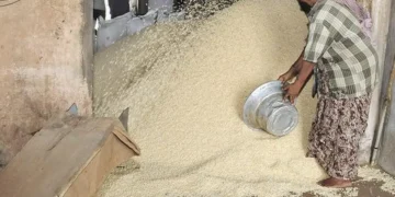 India’s rice procurement exceeds 53 million tonnes, up by 1% year-on-year