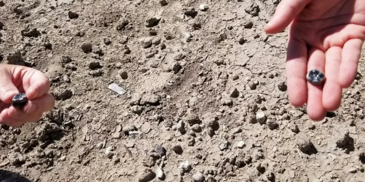 Ethiopian fossils offer glimpse into complex human evolution