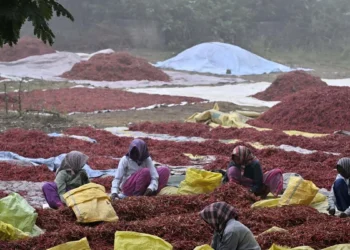 Andaman launches project to revive historic spice route and boost local cultivation