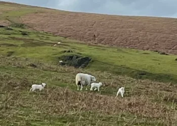 Powys County Farms estate is not for sale say council