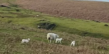 Powys County Farms estate is not for sale say council