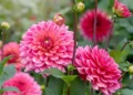 Keep dahlias blooming until winter by doing 2 simple tasks this month