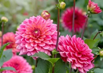 Keep dahlias blooming until winter by doing 2 simple tasks this month