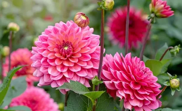 Keep dahlias blooming until winter by doing 2 simple tasks this month