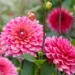 Keep dahlias blooming until winter by doing 2 simple tasks this month