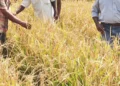 Hybrid rice acreage likely to increase this kharif cropping season
