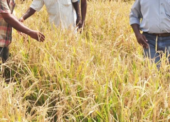 Hybrid rice acreage likely to increase this kharif cropping season