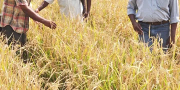 Hybrid rice acreage likely to increase this kharif cropping season