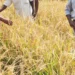 Hybrid rice acreage likely to increase this kharif cropping season