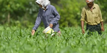 Fertilizer industry seeks cut in GST to 5%, urges Govt for input tax credit refund